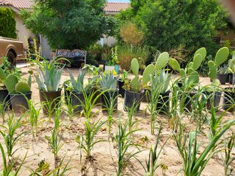 Nopal Cactus, Savila Aloe Vera, Agave Plants 🪴