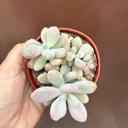 4” moonstone 