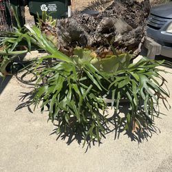 STAGHORN PLANT ON A WOOD BASE WITH WHEELS )