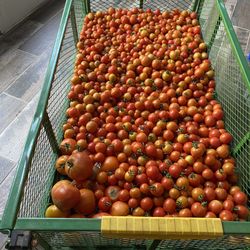 Organic Tomatoes 