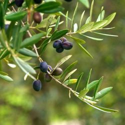 Arberquina Olive Tree 🌳 3gal Arboles De Aceituna Injertados 3gal