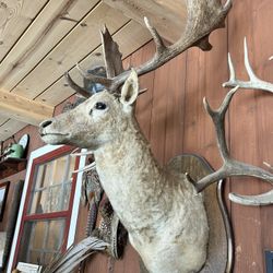 Taxidermy, big buck and small buck