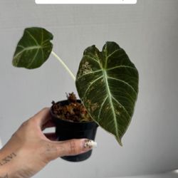 Alocasia Black Velvet Aurea 