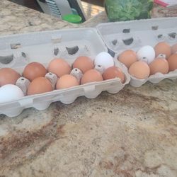 Eggs Organic