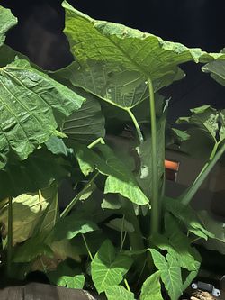 HUGE - Fast Growing Alocasia Elephant Ears - Healthy & Strong 7 Feet Expect