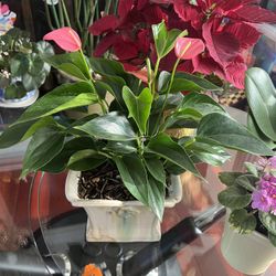 Special Plant