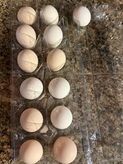Serama hatching eggs