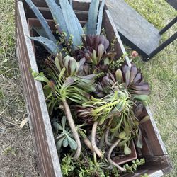 Free plant clippings and agave