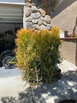 Giant Fire Stick/pencil cactus
