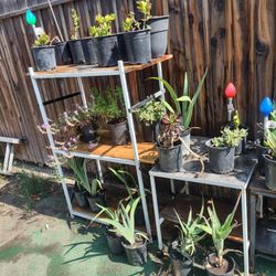 Lots Of Succulents And Plants..