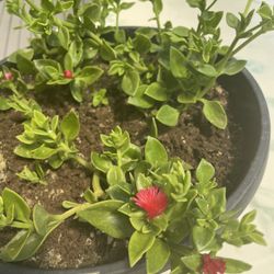 Baby Sun Rose or Heartleaf Ice Plant. (Indoor/Outdoor Life Plant) 