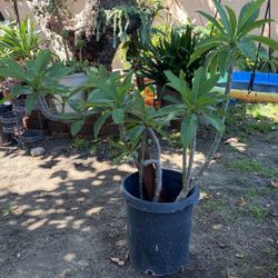 Plumerias/Hawaiian Flower