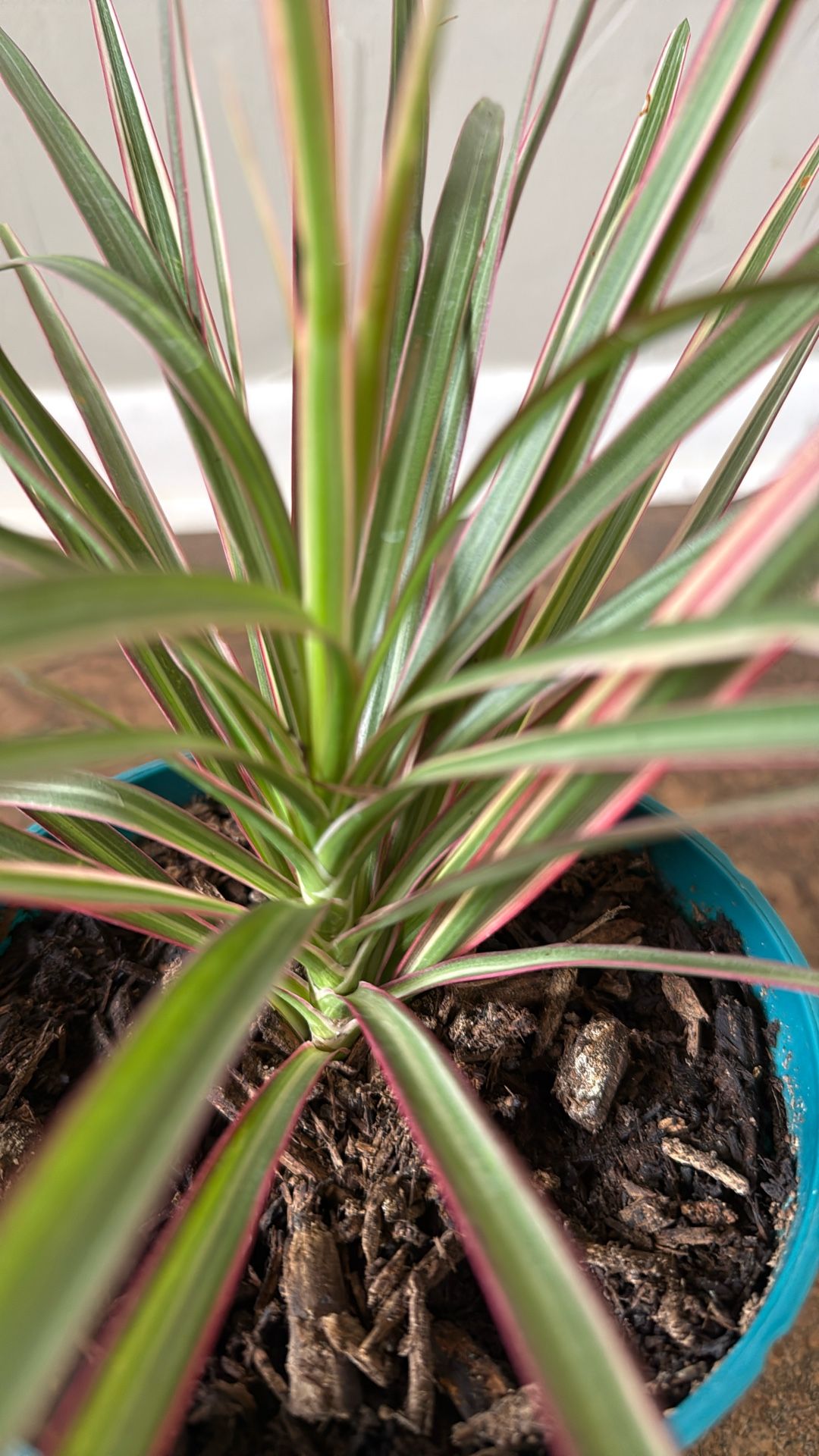 Real Dracaena Reflexa Plant