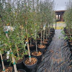 Live Oak Tree 7gallones 