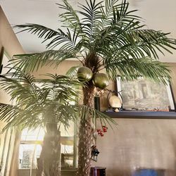 Indoor coconut tree