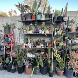 Plant Sale 645 W Altadena Dr Altadena Ca 91001 April 1 To The 3 10 Am To 6 Pm