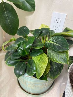 Philodendron Birkin Plant