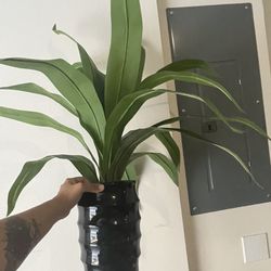 Fake plant 