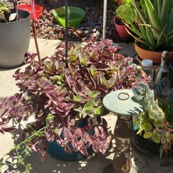 Forgot The Name Of It