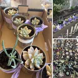 Succulents $1 Each