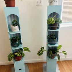 Plants For Sale 10 Each 