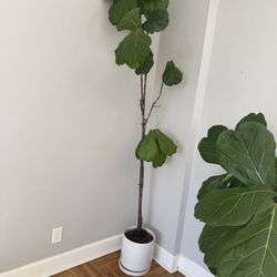 Fiddle Leaf Fig Tree With White Pot Designer Statement Plant 🪴 