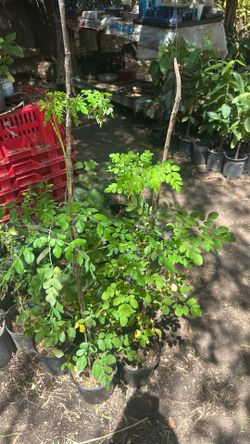 Mornings tree $10