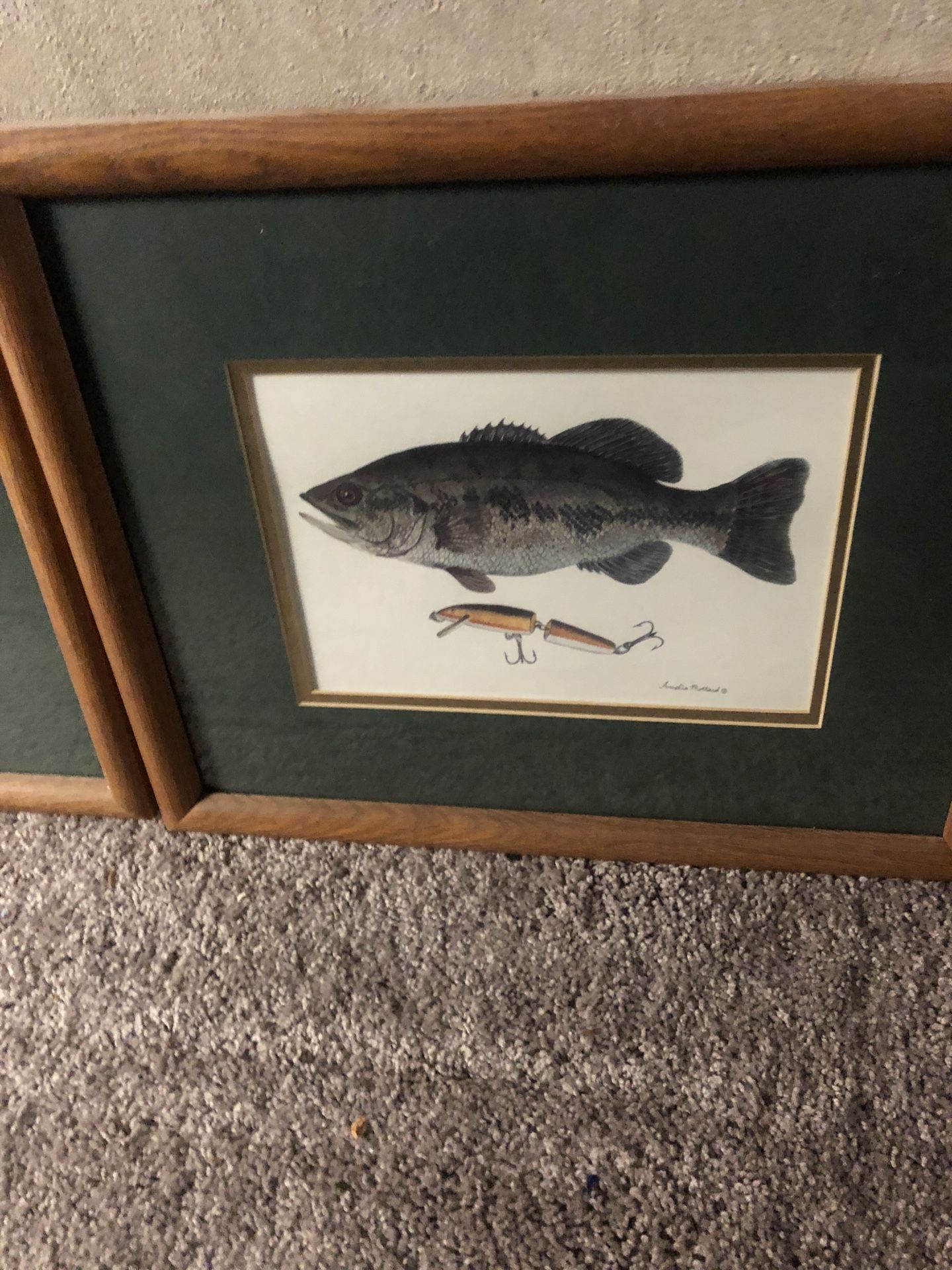 Fish Pictures