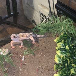 Fancy Leopard Gecko Glass Tank