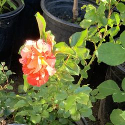 Variety of Blooming Budding Colorful Rose Plants Bushes