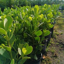 Beautiful Clusia Privacy Hedge Plants 7gl 💚🌿$13