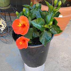 Planta 🌹