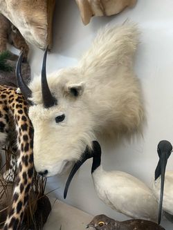 Mountain goat taxidermy