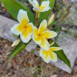 Melé Pa Bowman A Gift From Hawaii 