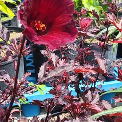 Cranberry Hibiscus Edible 🌺 Plant 🪴 3gal 