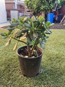 2 Gallons Jade Leaf Plant $10.00 Each
