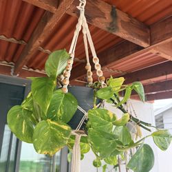 Pothos plant with Macramè plant hanger