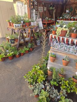 Good variety of healthy succulents at lower than retail prices