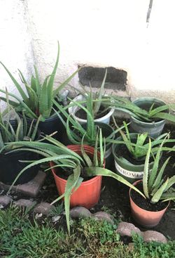 Aloe Vera Savila