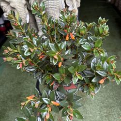 Plants (6”pot🌿Goldfish $15 each)