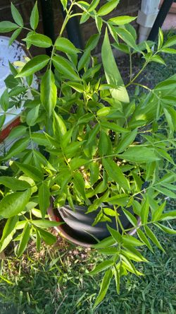 Organic elderberries