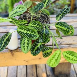 Live indoor Lemon Lime Prayer plant in a red ceramic planter pot—firm price