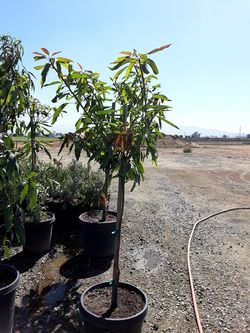 Mangos criollo $120