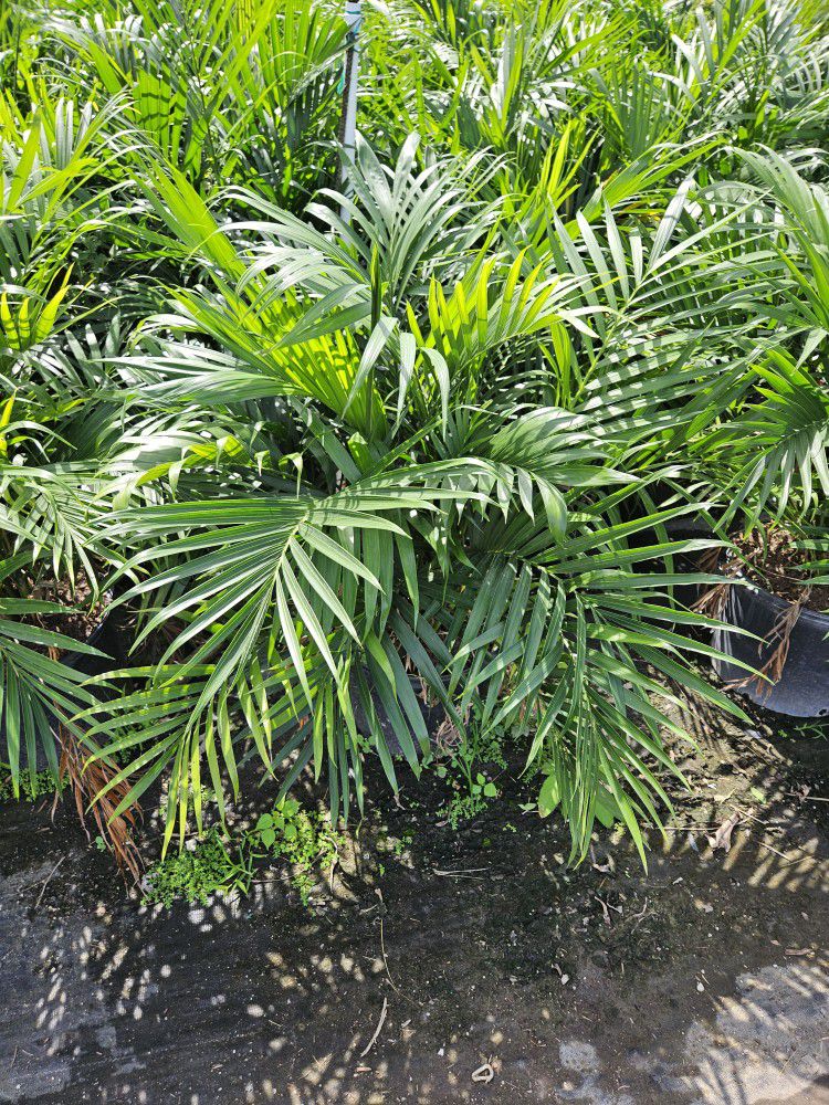 Cat Palm Great For Privacy Hedge Same Day Delivery  Green Full Ready For Planting 