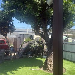 Turf For Sale 