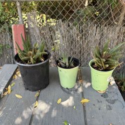 Plants 