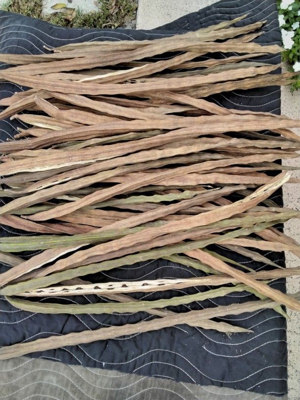 MORINGA Tree Seed Pods