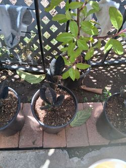 Black ZZ plant