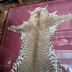 Animal Skin