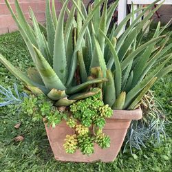 Succulent Plant